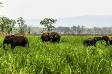 Chitwan National Park