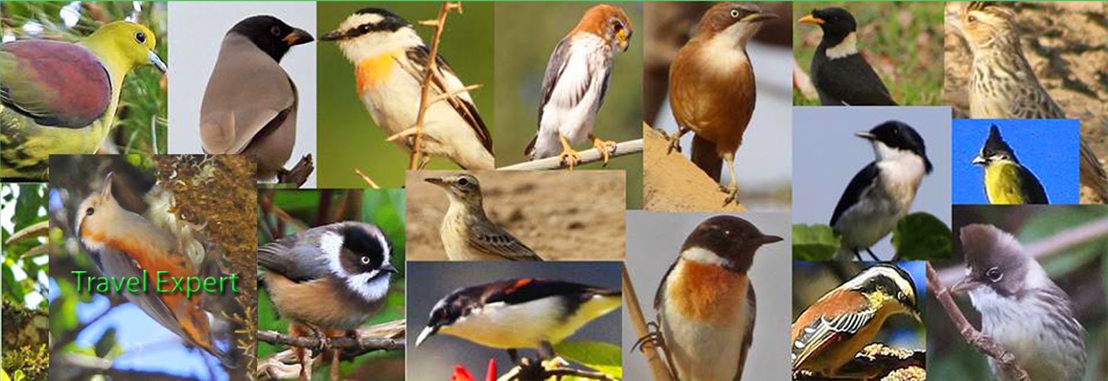 Bird watching in nepal