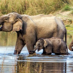 Chitwan National Park