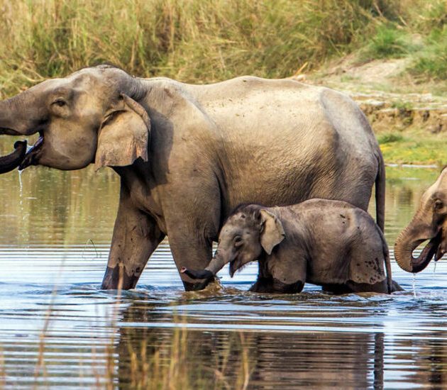 Chitwan National Park